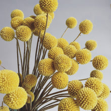 Load image into Gallery viewer, Stems - Billy Balls (Crespedia)

